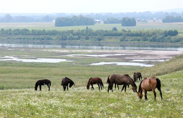 Beautiful Summer Landscape Herd Horses Pasture Cloudy Day — Stock Photo, Image