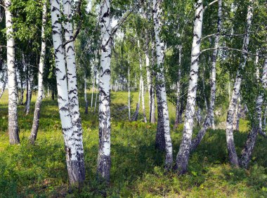 Güneşli bir günde Urallar 'da güzel bir yaz manzarası huş ağacı koruluğu