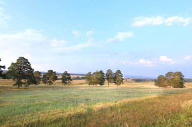 Gün batımında çam ağaçlarının olduğu bir çayırda yaz manzarası 