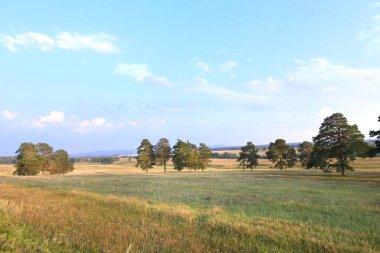 Gün batımında çam ağaçlarının olduğu bir çayırda yaz manzarası 