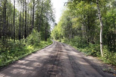 Urallar 'daki ormanda toprak bir yolun yaz manzarası