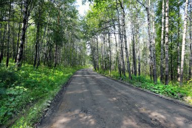 Urallar 'daki ormanda toprak bir yolun yaz manzarası