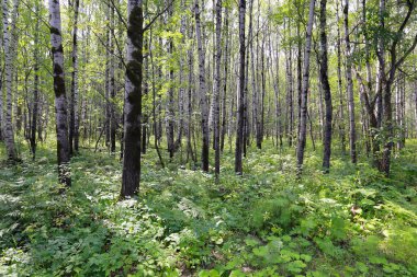Güneşli bir günde Urallar 'da güzel bir yaz manzarası huş ağacı koruluğu