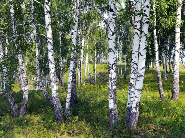 晴れた日にウラル山脈の美しい夏の風景白樺林 — ストック写真