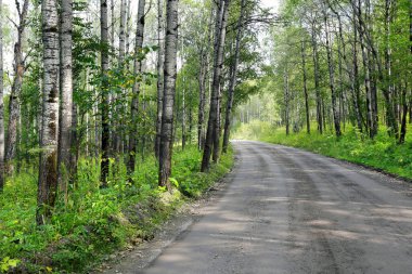 Urallar 'daki ormanda toprak bir yolun yaz manzarası