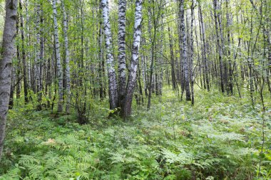 Güneşli bir günde Urallar 'da güzel bir yaz manzarası huş ağacı koruluğu