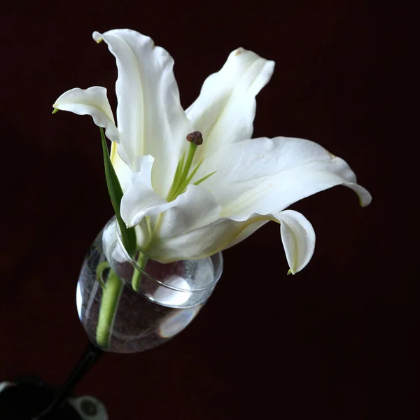 Крупным Планом Нежный Цветок Белая Лилия Стакане Воды Бордовом Фоне — стоковое фото