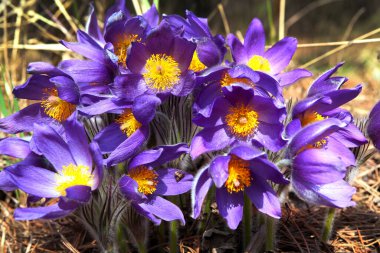 Bahar ormanında güzel, narin, mor bir çiçek damlası.