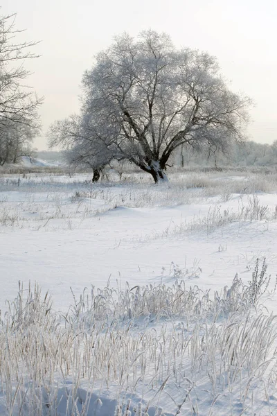 Paisagem Inverno Campos Cobertos Neve Árvores Rio Início Manhã Nebulosa — Fotografia de Stock