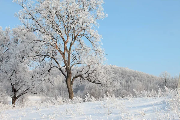 Paisagem Inverno Campos Cobertos Neve Árvores Rio Início Manhã Nebulosa — Fotografia de Stock