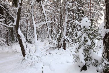 Sabahın erken saatlerinde karla kaplı çam ormanlarının kış manzarası