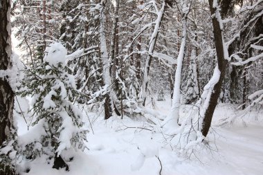 Sabahın erken saatlerinde karla kaplı çam ormanlarının kış manzarası