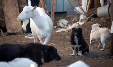 Güneşli bir bahar günü, çocuklarla bahçedeki köydeki evde yakın plan beyaz keçi.