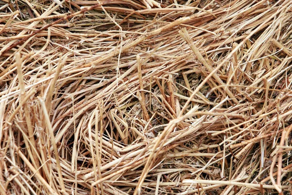 Makrotextur Aus Stroh Das Der Sommersonne Heuhaufen Gesammelt Wird — Stockfoto