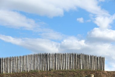 Güneşli bir yaz gününde, mavi gökyüzüne ve beyaz bulutlara bakan çeltik. 