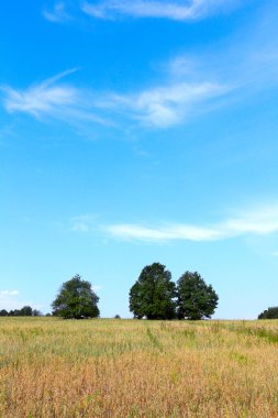 Çayırdaki ağaçların manzarası ve mavi gökyüzüne karşı güzel sirrus bulutları.