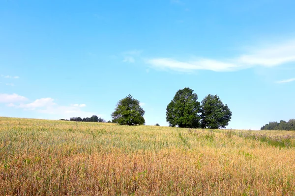 Pittoreska Sommarlandskap Träd Äng Och Vackra Cirrusmoln Mot Blå Himmel — Stockfoto