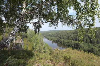 Güneşli bir günde Urallar 'da güzel bir yaz manzarası huş ağacı koruluğu