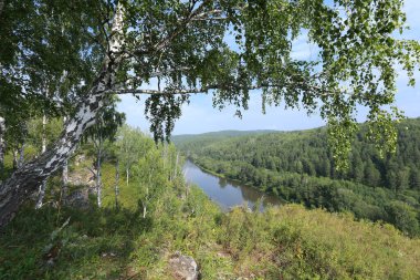 Güneşli bir günde Urallar 'da güzel bir yaz manzarası huş ağacı koruluğu