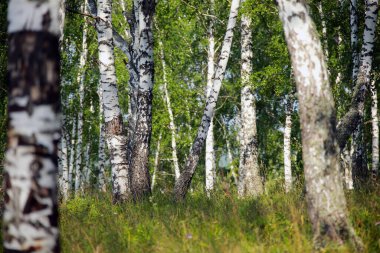 Güneşli bir günde Urallar 'da güzel bir yaz manzarası huş ağacı koruluğu