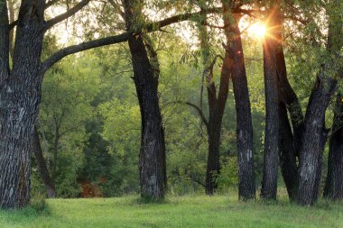 Ormanda güzel bir günbatımının sonbahar manzarası. Güneş ışınları yaprakların arasından yol alır.