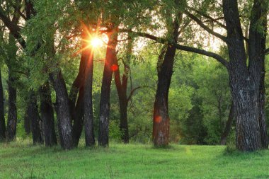 Ormanda güzel bir günbatımının sonbahar manzarası. Güneş ışınları yaprakların arasından yol alır.