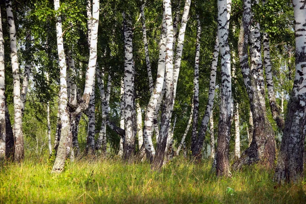 Bela Paisagem Verão Bosque Bétula Nos Urais Dia Ensolarado Claro — Fotografia de Stock