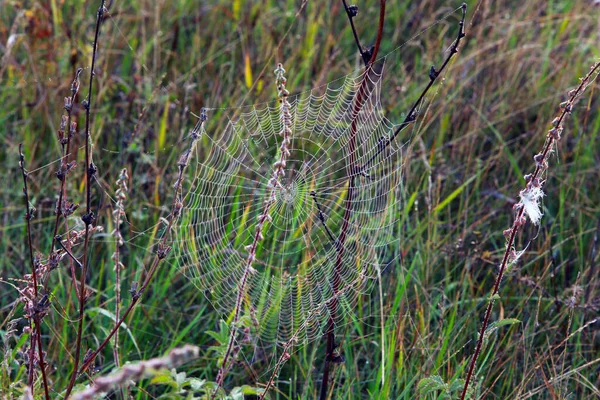 Isolierte Großaufnahme Spinnweben Auf Dem Trockenen Gras Nebligen Herbstmorgen — Stockfoto