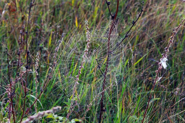 Isolerad Närbild Spindelväv Torrt Gräs Dimmig Höst Morgon — Stockfoto