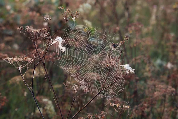 Toile Araignée Isolée Gros Plan Sur Herbe Sèche Matin Automne — Photo