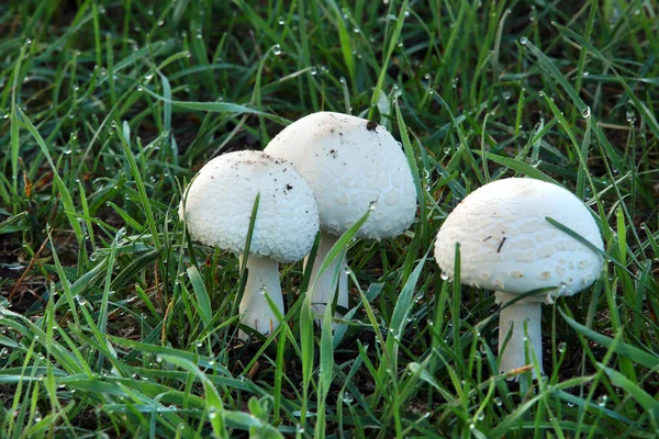 Close Cogumelos Grama Verde Coberta Com Orvalho Início Manhã Outono — Fotografia de Stock