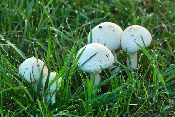 Close Cogumelos Grama Verde Coberta Com Orvalho Início Manhã Outono — Fotografia de Stock