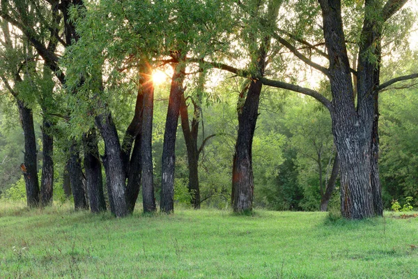 Ormanda güzel bir günbatımının sonbahar manzarası. Güneş ışınları yaprakların arasından yol alır.