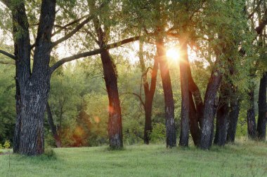 Ormanda güzel bir günbatımının sonbahar manzarası. Güneş ışınları yaprakların arasından yol alır.
