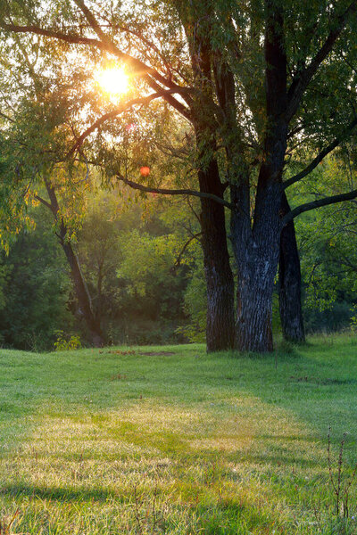 Осенний пейзаж красивого заката в лесу, солнечные лучи пробираются через листву
