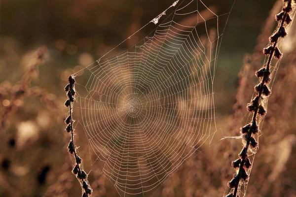干燥的草地上 雾蒙蒙的秋日清晨 孤零零的蜘蛛网 — 图库照片