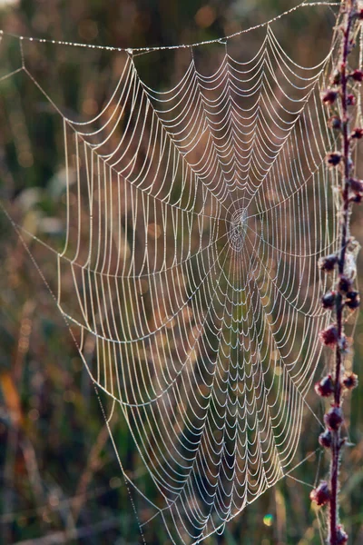 Toile Araignée Isolée Gros Plan Sur Herbe Sèche Matin Automne — Photo