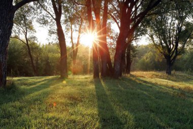 Ormanda güzel bir günbatımının sonbahar manzarası. Güneş ışınları yaprakların arasından yol alır.