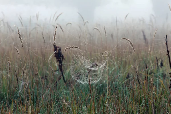 Close Toiles Araignée Sur Herbe Sèche Matin Automne Brumeux — Photo