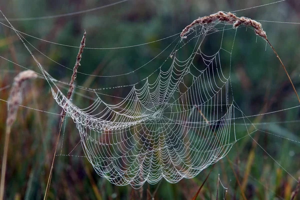 Nahaufnahme Spinnweben Auf Dem Trockenen Gras Nebligen Herbstmorgen — Stockfoto