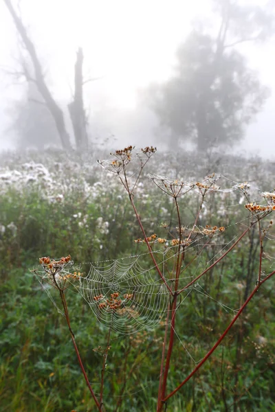 Close Toiles Araignée Sur Herbe Sèche Matin Automne Brumeux — Photo