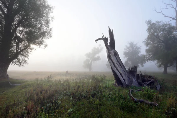 Autumn Landscape Dead Wood Oak Grove Foggy Morning — Stock Photo, Image