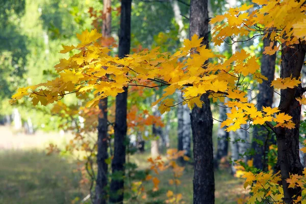 Осінній Пейзаж Краси Листяного Лісу Барвистим Листям Сонячний День — стокове фото