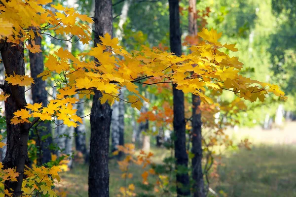 Осінній Пейзаж Краси Листяного Лісу Барвистим Листям Сонячний День — стокове фото