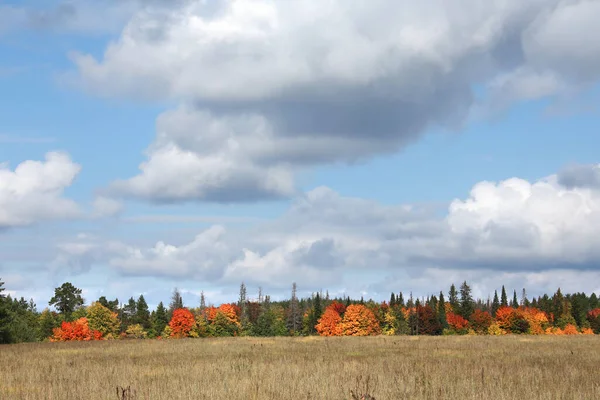 Paysage Automne Beauté Forêt Feuillus Avec Des Feuilles Colorées Par — Photo