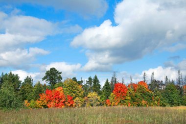 Yaprak döken ormanın sonbahar manzarası güneşli bir günde renkli yapraklarla