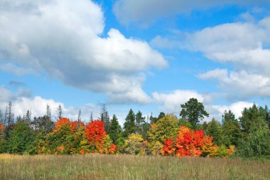 Yaprak döken ormanın sonbahar manzarası güneşli bir günde renkli yapraklarla