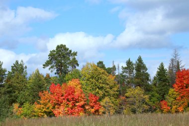 Yaprak döken ormanın sonbahar manzarası güneşli bir günde renkli yapraklarla