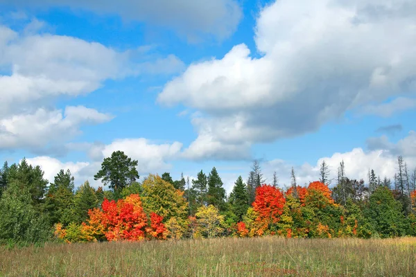 Belleza Del Paisaje Otoñal Del Bosque Caducifolio Con Hojas Coloridas — Foto de Stock