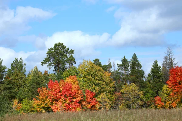 Yaprak döken ormanın sonbahar manzarası güneşli bir günde renkli yapraklarla